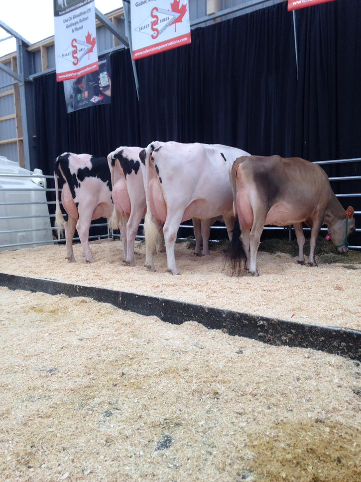 2nd lact brewmaster mccuthen epic 1st lact irwin @CDX2016 @SSGsires <a href="/SelectSiresInc/">Select Sires Inc.</a>  #efficientmoneymakers