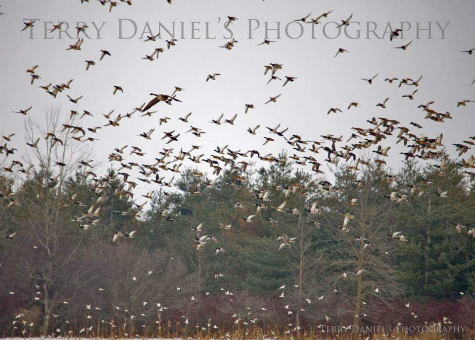 tdanielsphoto's tweet image. #SpringMigrationWeek #wetlands @StixnStonesInc @DUContario @ducanada @BeasleyBros @KivJr @Supermanskye @tina_baines