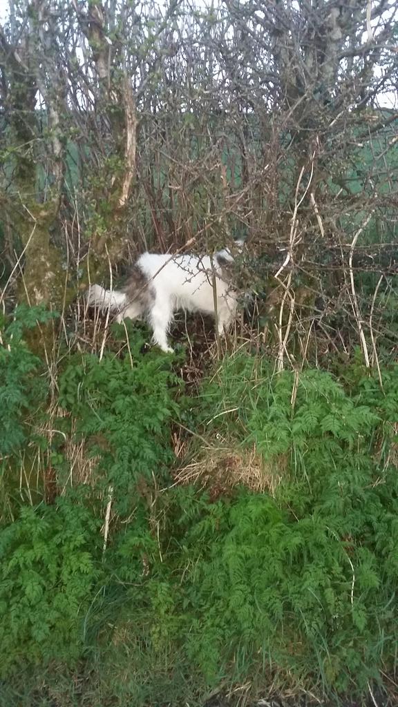 CMCMuk's tweet photo. #rough #pup #Mumphy https://t.co/HWJE9ziY2A
