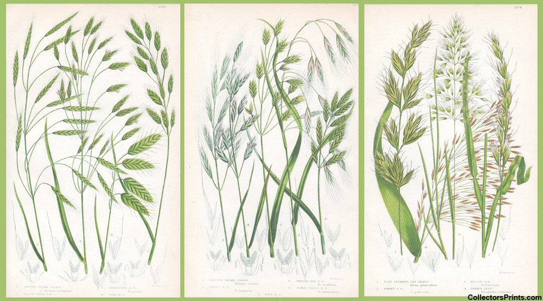 Portobello32's tweet image. The Green, Green Grass of Home! Interesting Antique Prints to use for a green theme #DesignGreen #Green #botanicals