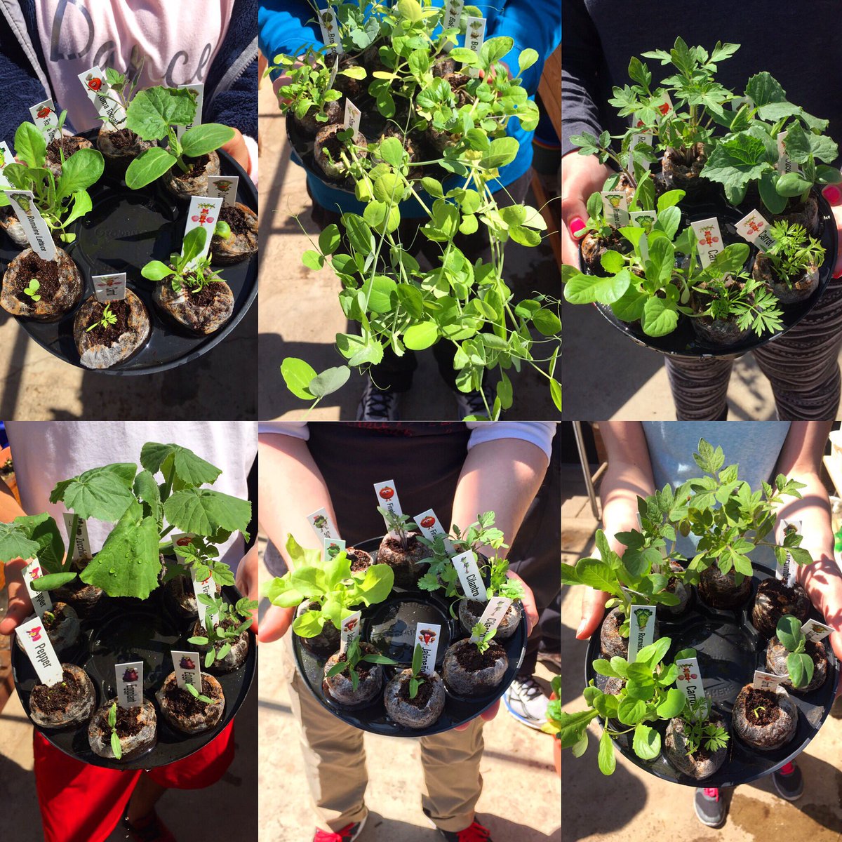 TicTockMrsGlock's tweet photo. Day 29: To grow a garden is to believe in tomorrow! #GetGrowing #SchoolGarden #Seed2Table @Growums https://t.co/m8VB30ilHk