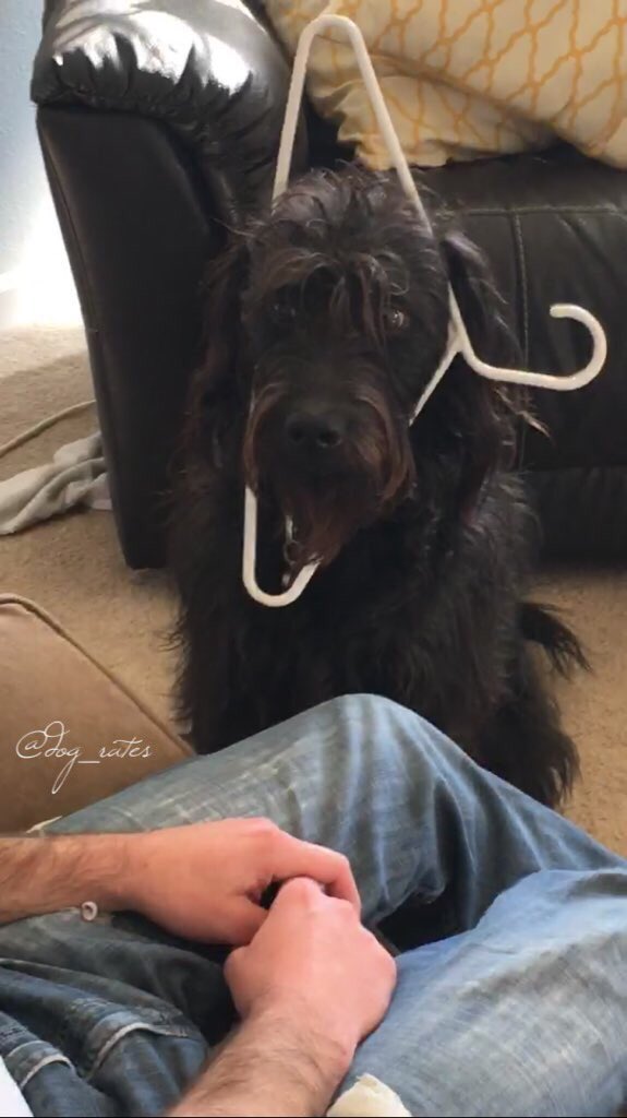 WeRateDogs! tweet media