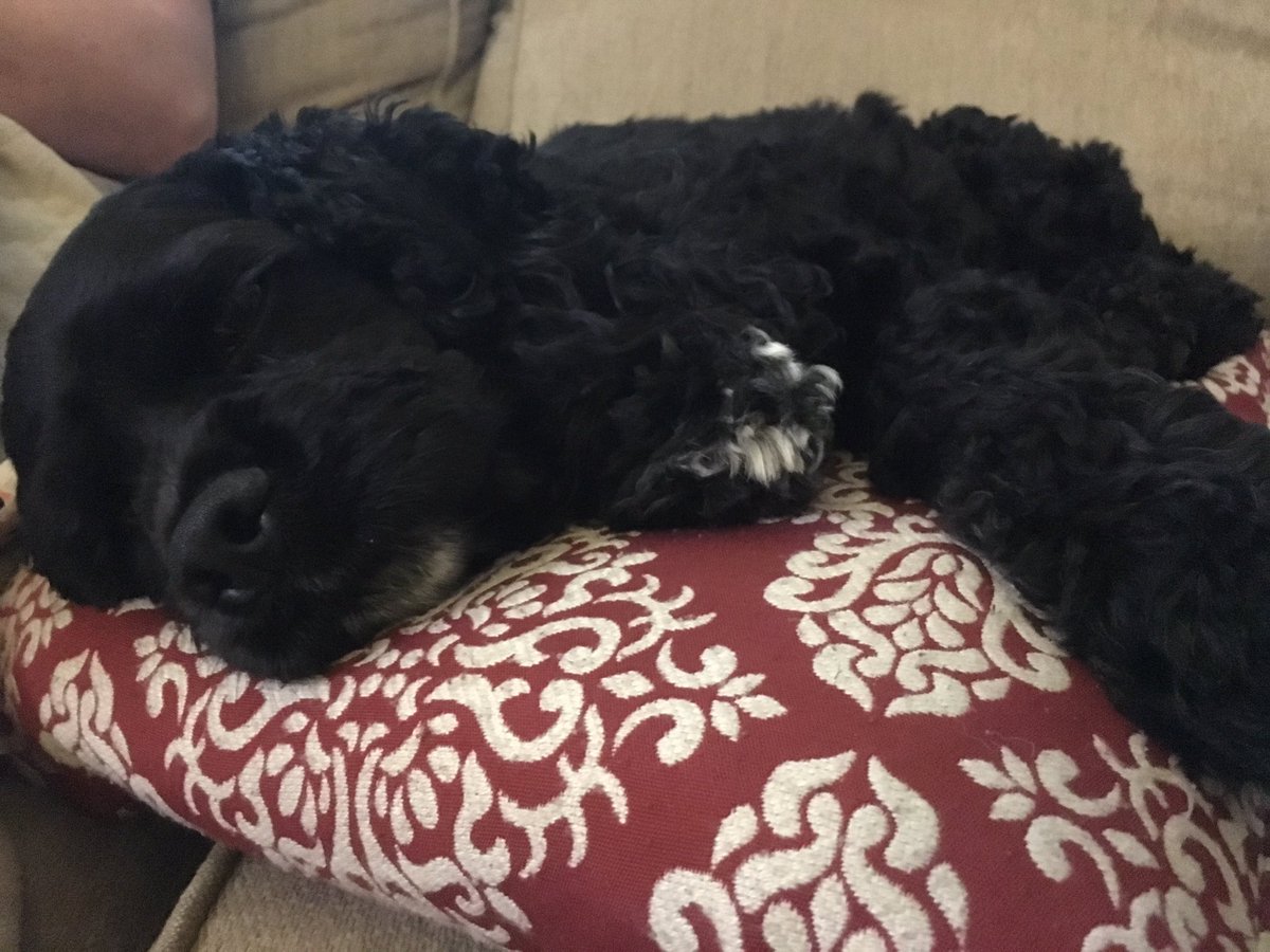 BarrettReese_'s tweet photo. #PowerToThePets #NintendoSweepstakes https://t.co/3lt6rK7LlM