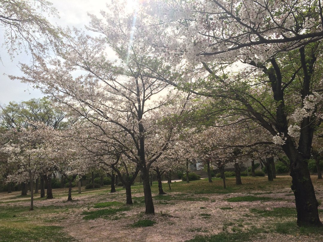platinumgames's tweet photo. Spring is here! Last week we held our annual Hanami (cherry blossom-viewing) Party at nearby Osaka castle. https://t.co/tyKEJPz6Jj