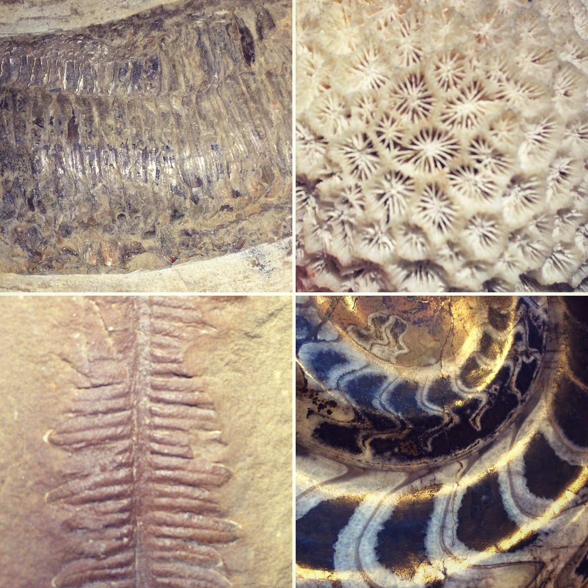 AskUsMV's tweet photo. Time for #IDFriday! Let's go with texture today. All #fossils; what do you think? https://t.co/WgVixPqs27