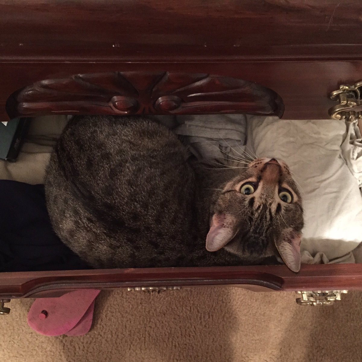 AFielder92's tweet image. Sweet shredder crossed the rainbow bridge this afternoon we are heartbroken but he's in a better place now #cats