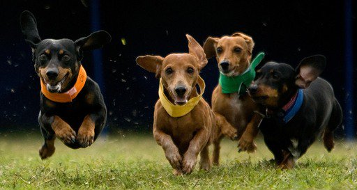 victoriapetexpo's tweet photo. Join us this weekend for our hilarious wiener dog races at the @VIPetExpo
#WienersWhoRace
#VIPetExpo16
#yyjevents https://t.co/OMYIziFMW5