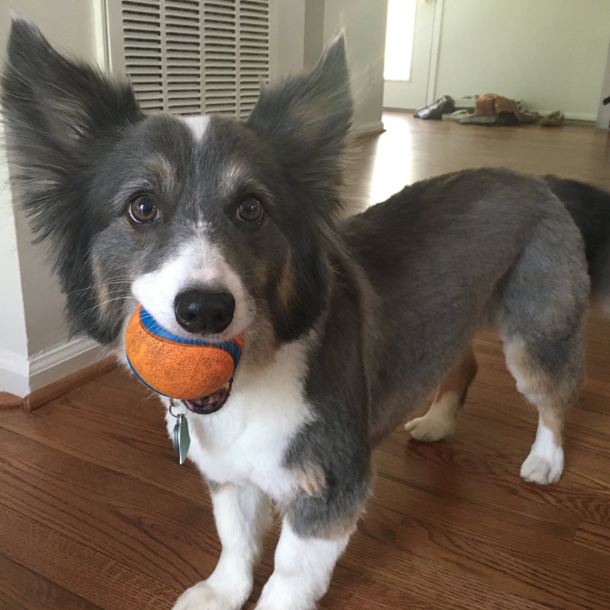 corgi summer haircut