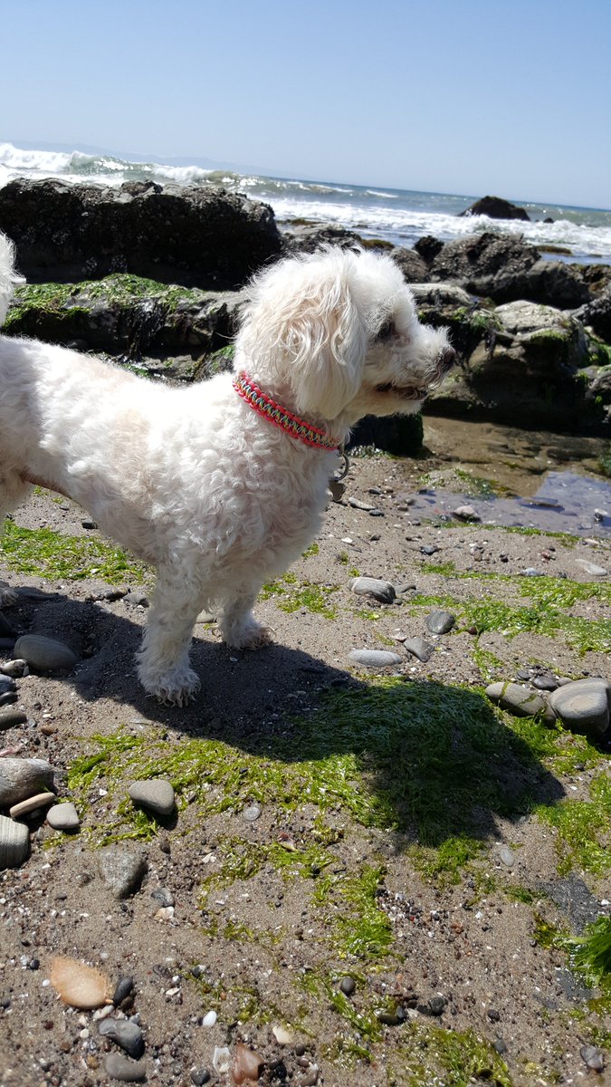 carisummer1's tweet photo. Lily the sea glass hunter #SantaBarbara #seaglass #beachdog #maltipoo https://t.co/rOqshbNfZ9