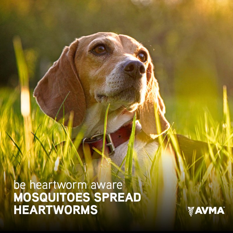 Mosquitoes carry #heartworm. More info; bit.ly/1QPgnr9 #HeartwormAwareness