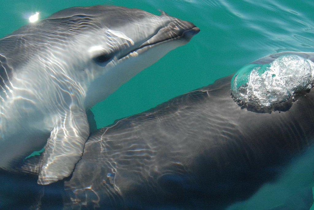 peta's tweet photo. Babies, who typically stay w/ moms for 3-6 years, are separated from mothers for swimming programs #DontSwimWithThem https://t.co/fi9JIrzpmN
