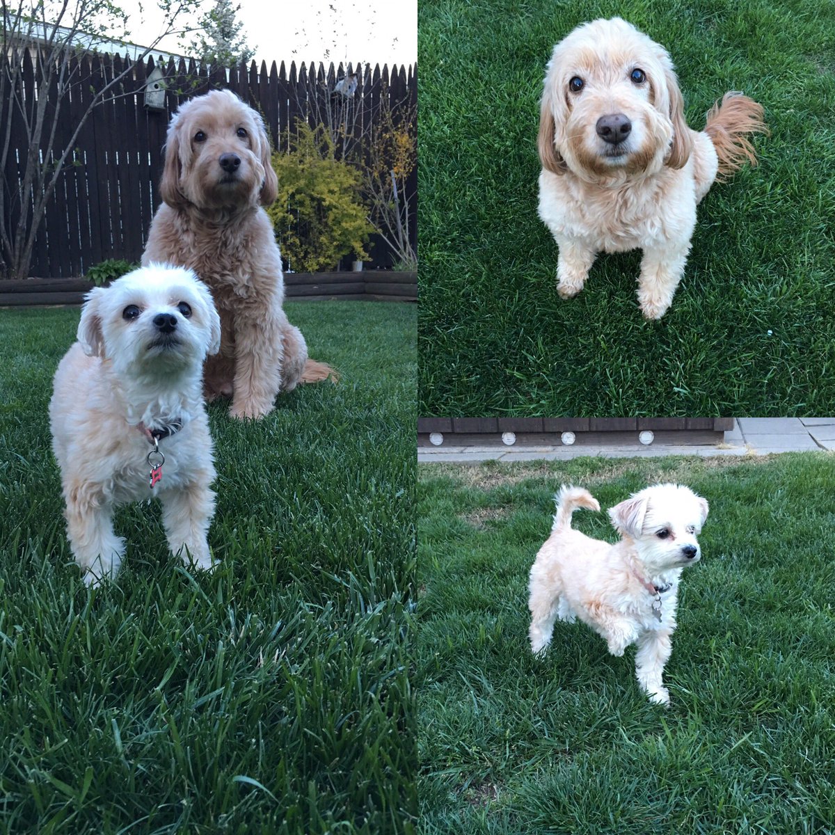 Doggie Paradise (Doggie_Paradise) Twitter