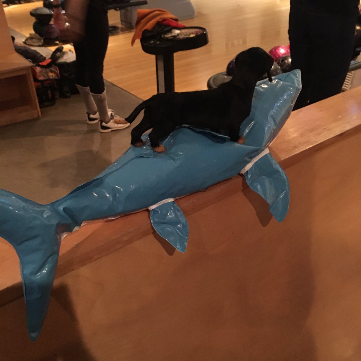 Spare Of The Dog tweet media