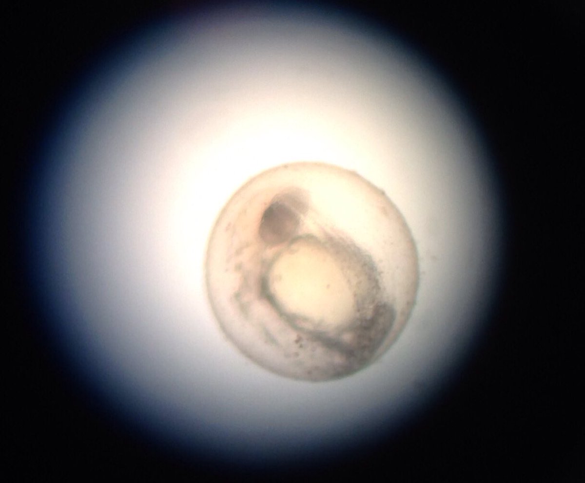 joanne_odden's tweet photo. Zebra fish embryos in BIOL 350 Principles of Development!  Thanks Liesl for showing us the ropes!! https://t.co/NXzXUnx2Fg