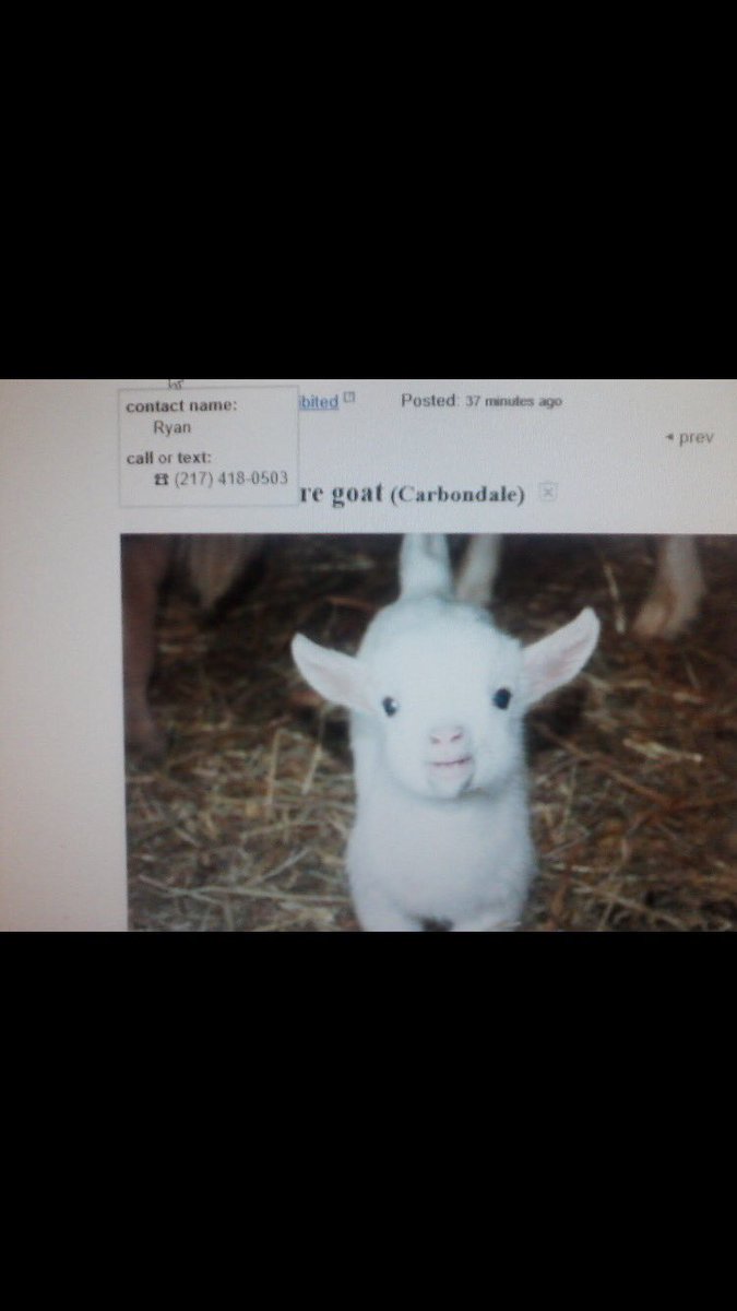 notdecker1's tweet photo. Apparently somebody posted an add on Craigslist saying I'm selling a baby goat wtf https://t.co/L6bsaSxoFi
