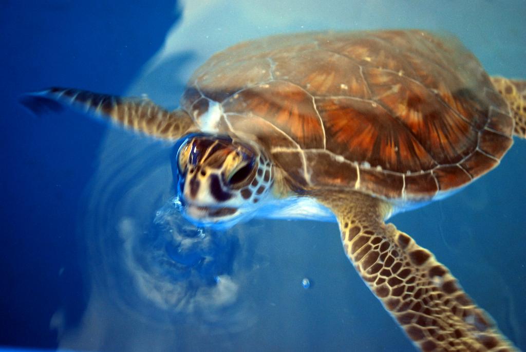 Love #turtles? Join @DukeEnergy & @CMAquarium for #SeaTurtleAwarenessDay May 7. Info @ spr.ly/6010BYpFC