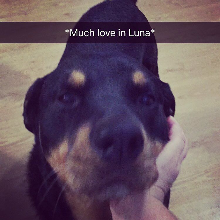 smhelbig1's tweet photo. My beautiful Luna brings love all day. 💖✨💖✨ https://t.co/X7SV6eSW8c https://t.co/bWE7ZAAm1P
