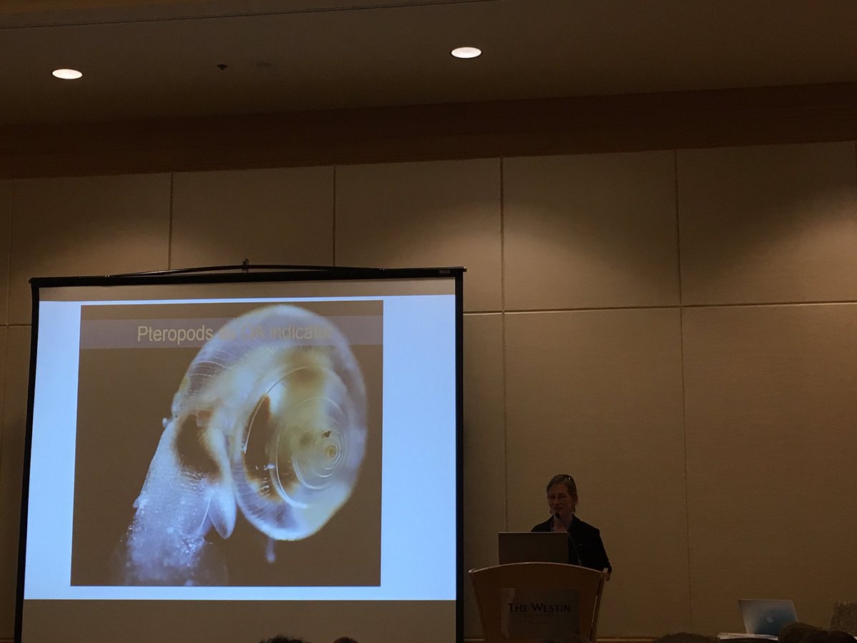 raechelw's tweet photo. Pterapods (aka "golden snitches") -- sentinel for ocean acidification impacts #SSEC16 https://t.co/tl7CCKDwKP