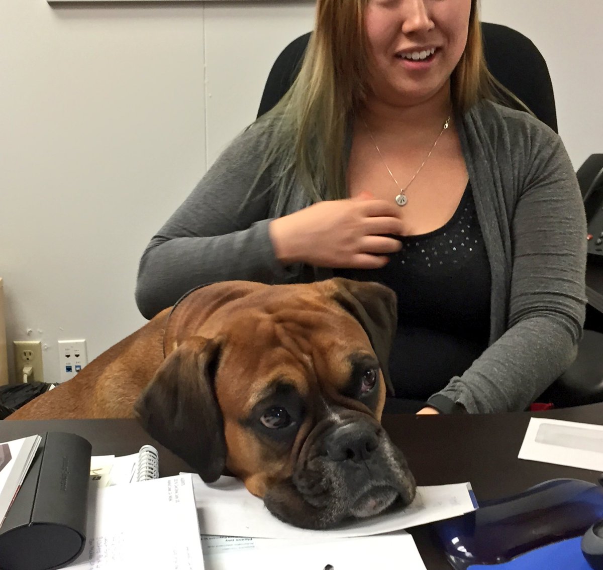 ChiefK9Officer's tweet photo. Supervising #dogsatwork #officedogs https://t.co/hpK3EyF9Fw