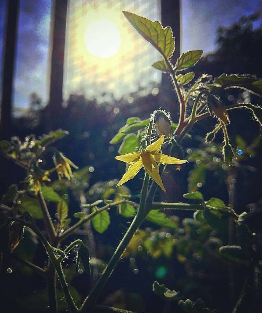 Who's ready for some fresh off the vine tomatoes? What kind are you growing this year? ift.tt/22yxEKO