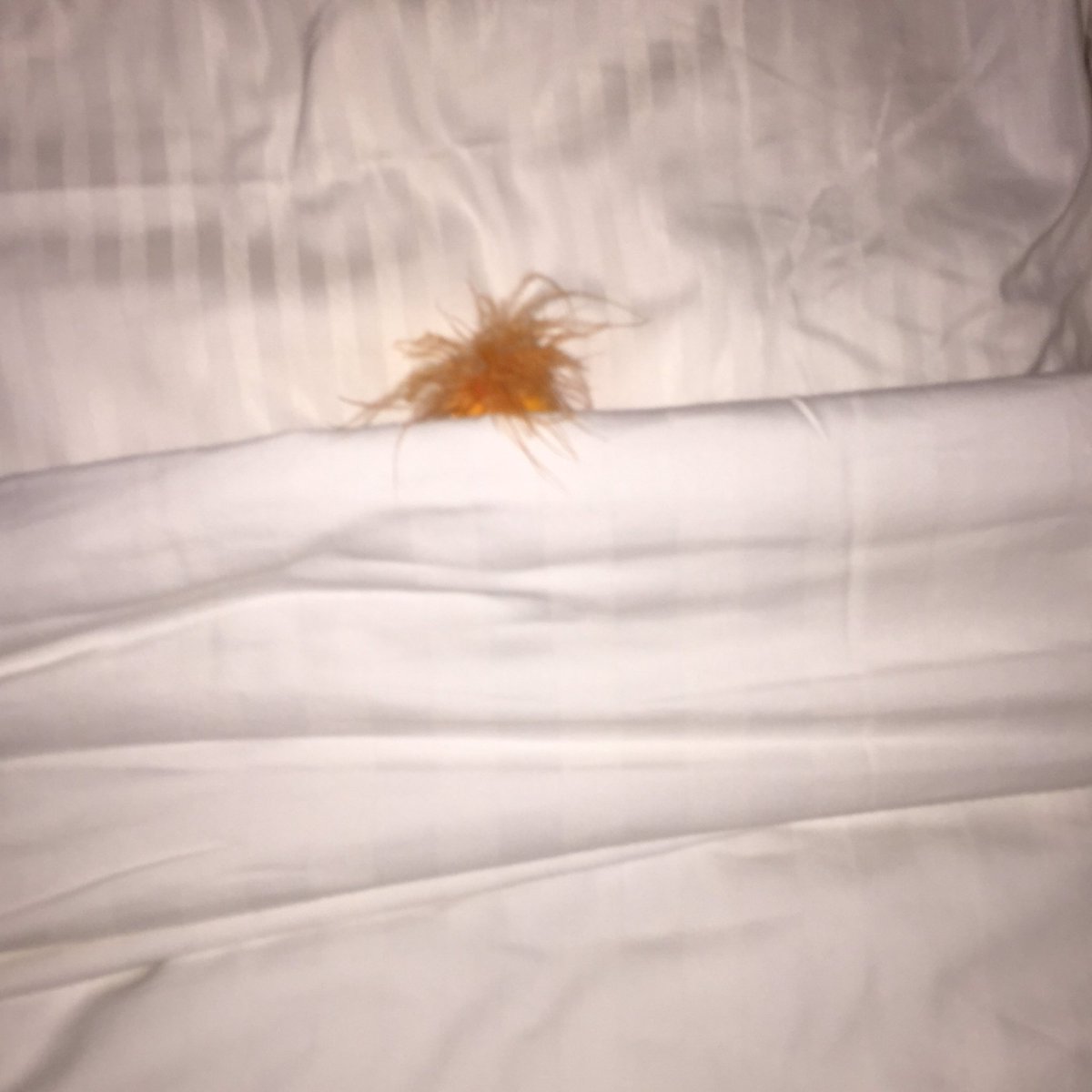 GhostRyder550's tweet photo. Time to get some rest.  Big travel day tomorrow back to California. Goodnight. #HDITeamE #HDIConf https://t.co/u4SYjZqwBj