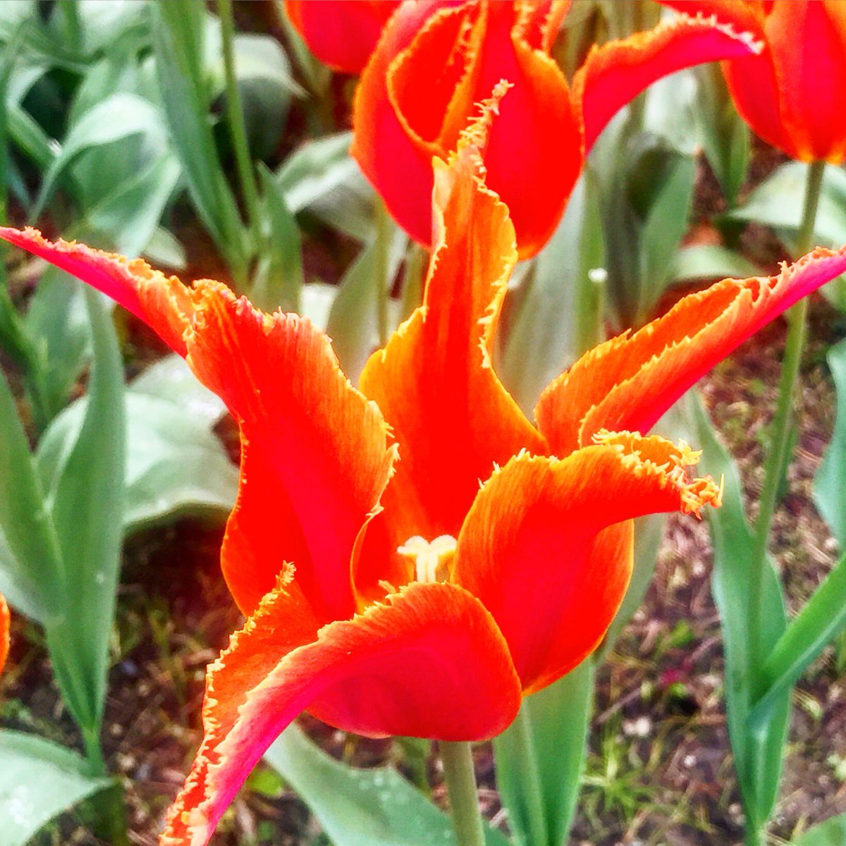 #bird tulip