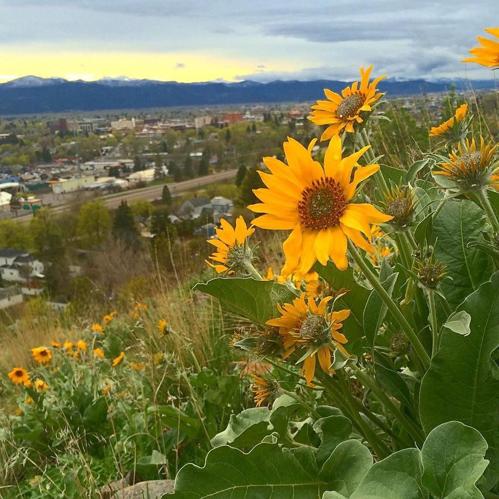 visitmissoula's tweet image. Flowers are already blooming on Mount Jumbo in #Missoula. #TheresThisPlace #MissoulaMoment #VisitMissoula #Montana …