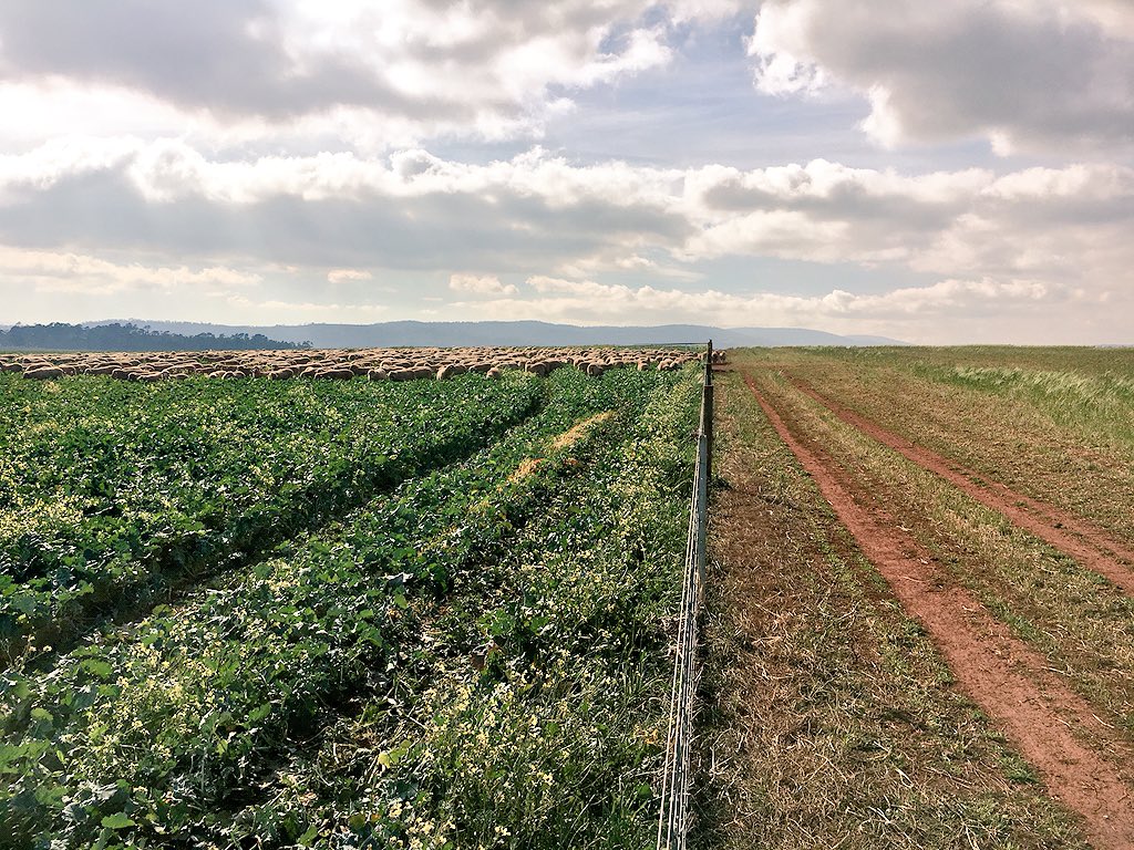 clarkeyatc's tweet photo. Nothing better than seeing 1200 lambs about to attack some wild Radish in some 970 #hungrymouths https://t.co/e7SOvN2gnc