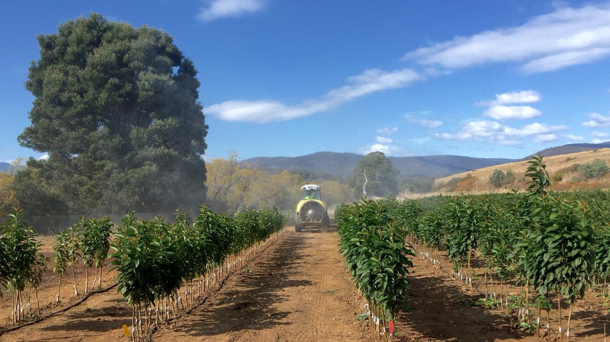 FionaBreenTas's tweet photo. @reidfruits preps #cherry trees for #irrigated #tas midlands, multimillion $ #orchard/ greenhouse @abclandline Sun https://t.co/lW5Hw7j0kv