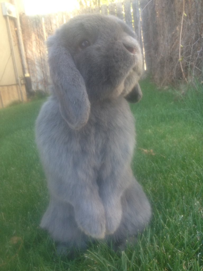 Mama is picking #dandelions for my dinner. #bunny #love #rabbit #cute #funny