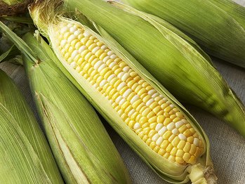 KippersKafe's tweet photo. Our corn comes from Doubting Thomas Farm in Moorhead. Thanks for the partnership! #ThankfulThursday #KeepItLocal https://t.co/MQWy631ioF