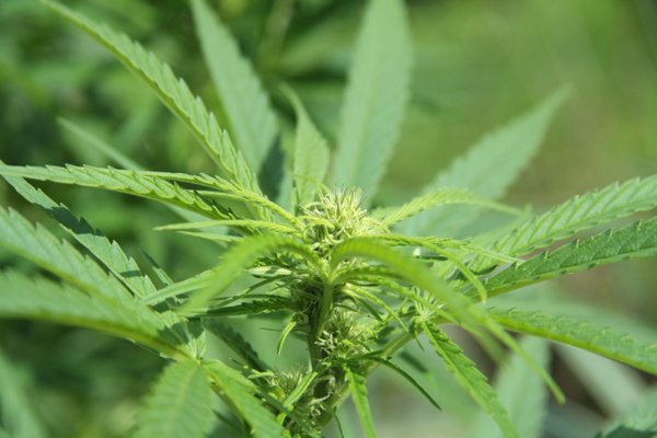 MME_BOULDER's tweet photo. Cannabis oil helping infant's seizures, family says 

https://t.co/RdHRxjc0ma … https://t.co/H7unimLNdi
