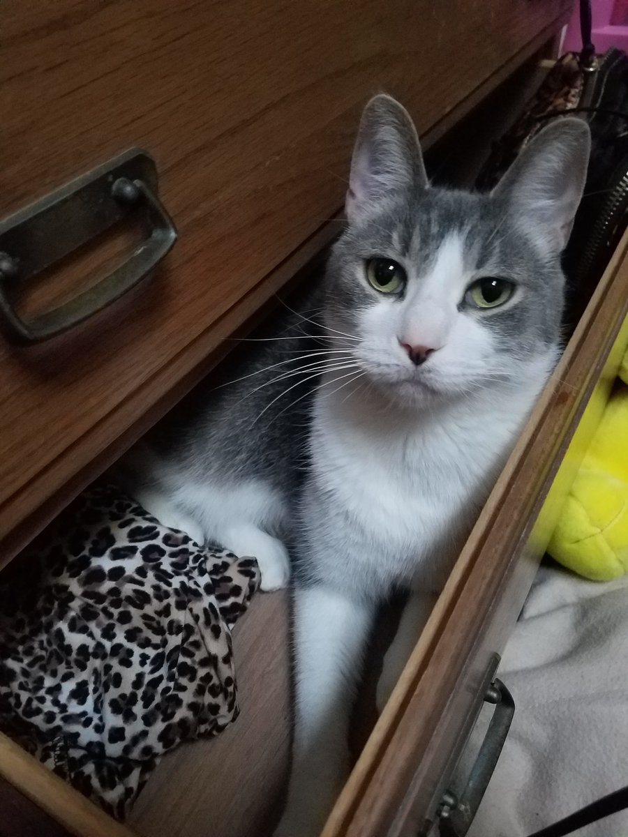 belletobell's tweet photo. @GameStop #NintendoSweepstakes #PowerToThePets Here is my cat, Sterling, who squeezed himself into my dresser! https://t.co/xdSZpOwoFy