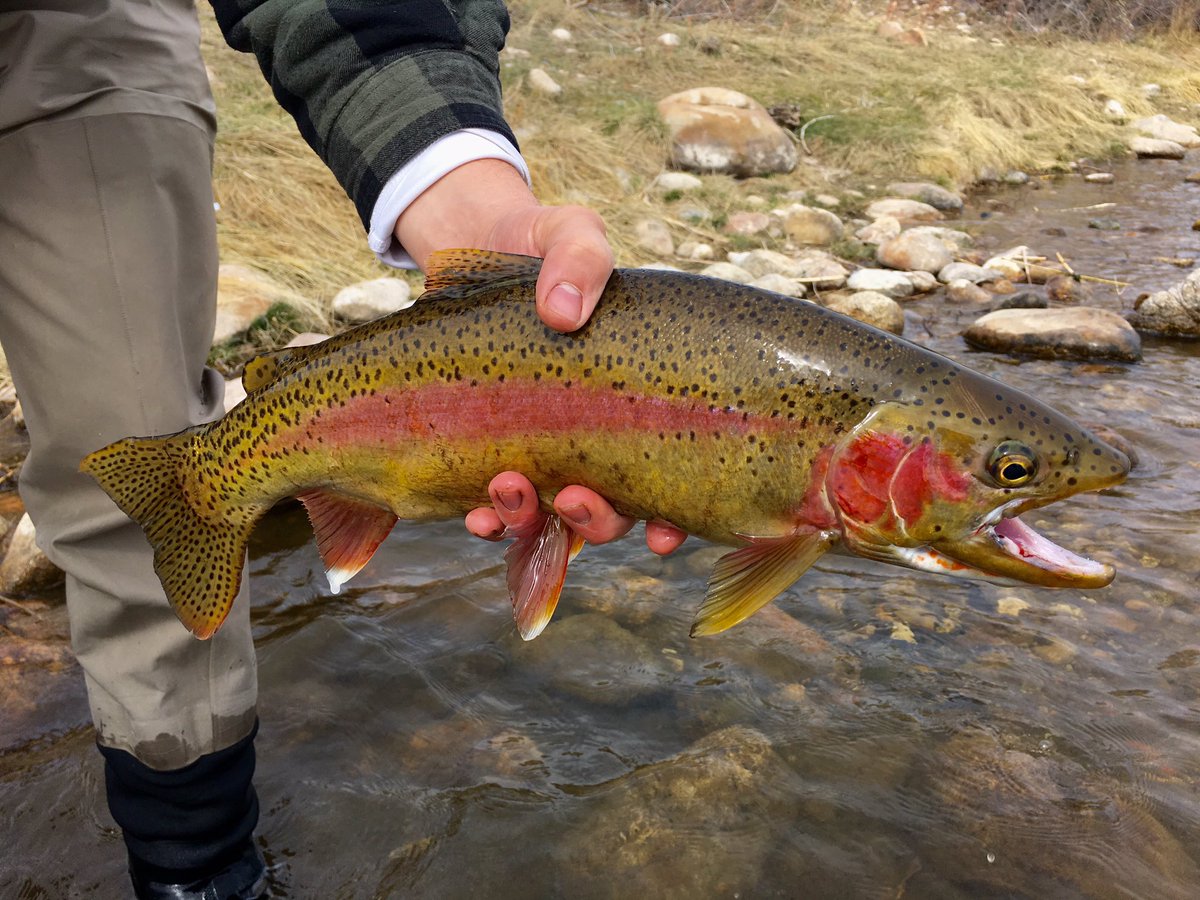 NoCoFlyBoys's tweet photo. #rainbow #trout #flyfishing https://t.co/EgwxsWWt36