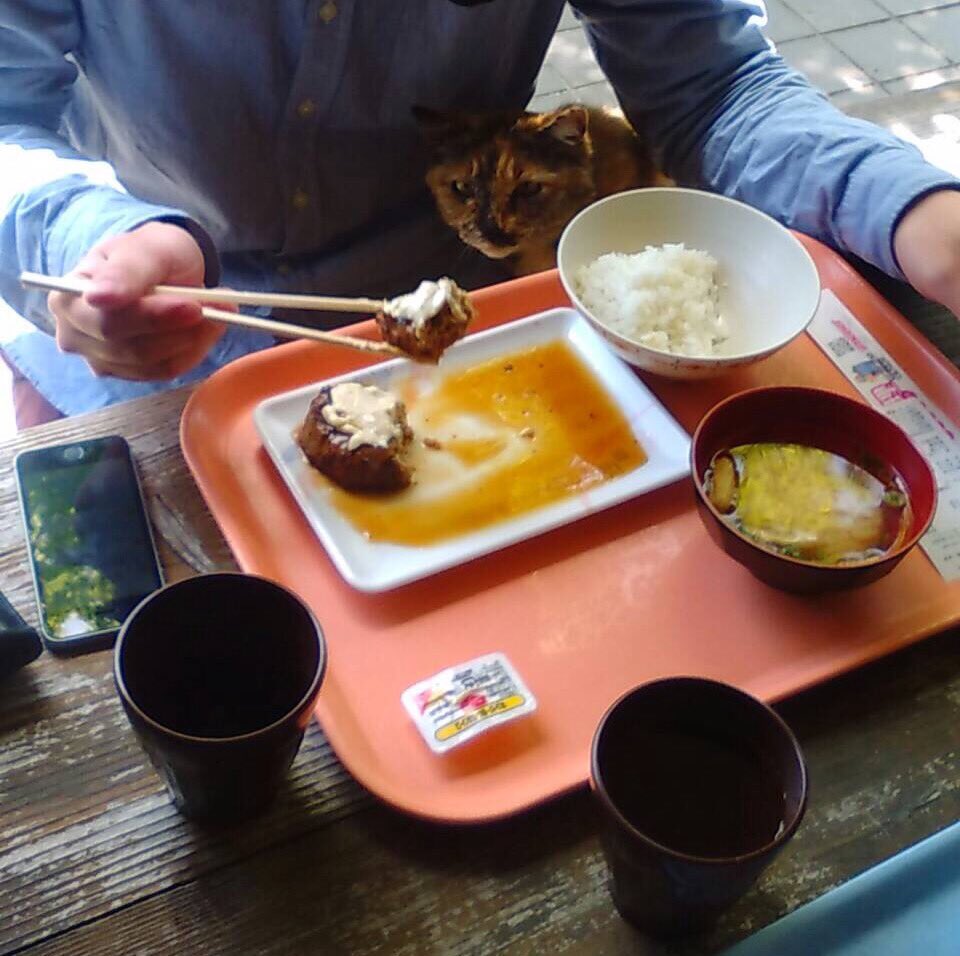 torehan11's tweet photo. ネコに飯を強奪されるワイ https://t.co/NVlfpUcXf5