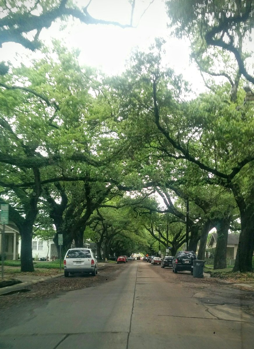 SewFabulousNola's tweet photo. When u bike 2 work in #NewOrleans you never tire of beautiful streets like this @BikeEasy #bike2work #scenicroute https://t.co/nXuWeDkFeY