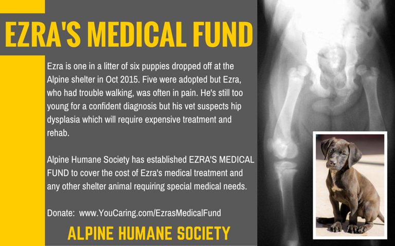 AlpineHumane's tweet image. Help Ezra &amp;amp; other Alpine shelter animals! Your donation will be matched $ for $ thru May 7! tinyurl.com/zatkwsk