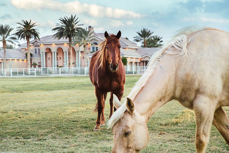 Steady and true. #luxury #nature #horses #ranch #lasvegas #clouds #art #realestate <a href="/ZarZanganeh/">Zar Zanganeh</a>