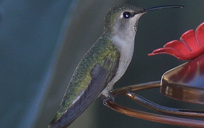 DesertEclipsePS's tweet image. A Visit from our resident Humming Birds!
bit.ly/1wXZzXb