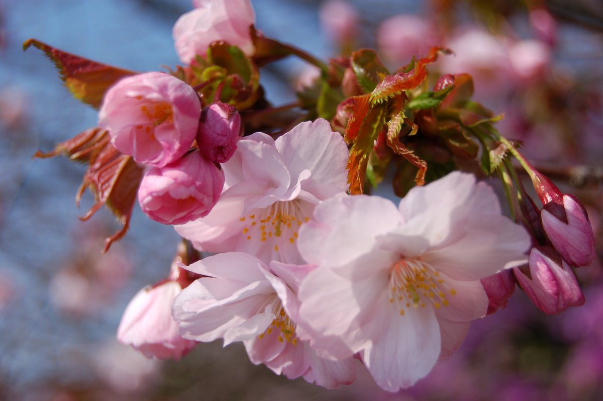 日本の桜 森町の桜 八重桜 堀井緋桜 ほりいひざくら 森町の堀井さんのお墓にあったので名前がつきました 森町のオニウシ公園にしかない みれない桜です 染井吉野と同じころ咲きます T Co 3sgc0mnm1q