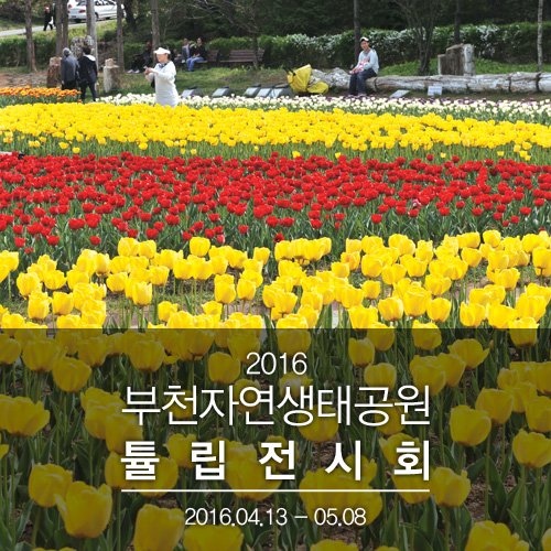 올해도 여전히 심쿵주의보~♥
[2016 부천자연생태공원 튤립전시회]
기간:4.13~5.8/현재(4.15) 튤립 개화율 40%
*4.17(일)16:30부천오페라단의 클래식 공연 있썹. 주말 자연생태공원 어떠썹?