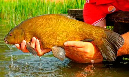 angelinochka984's tweet photo. Ловля линя летом https://t.co/OGZSHJjGlw тут #рыбалка #рыба #ловля #fish #fishing https://t.co/P9YDcKlB4a