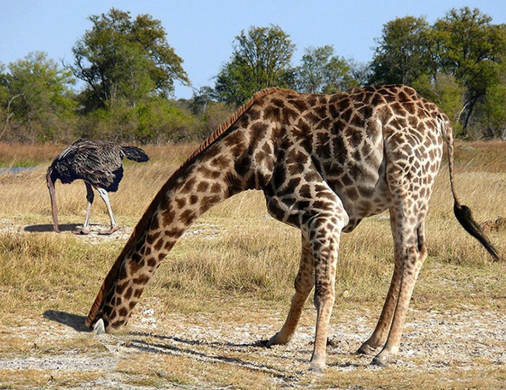 Alex J. Champandard 🌱 tweet media