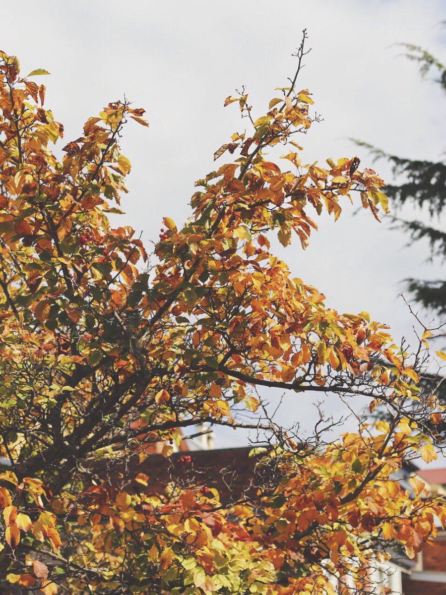 itsjustheidi's tweet photo. #Autumn ❤️ https://t.co/wOqZx10h0E https://t.co/wbd9yJrvEA