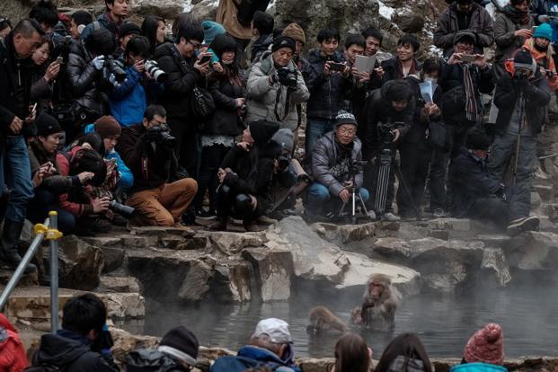 The ugly &amp; unethical side of wildlife photography #animalrightsintourism #conservation #RTTC bit.ly/1qL0k7D