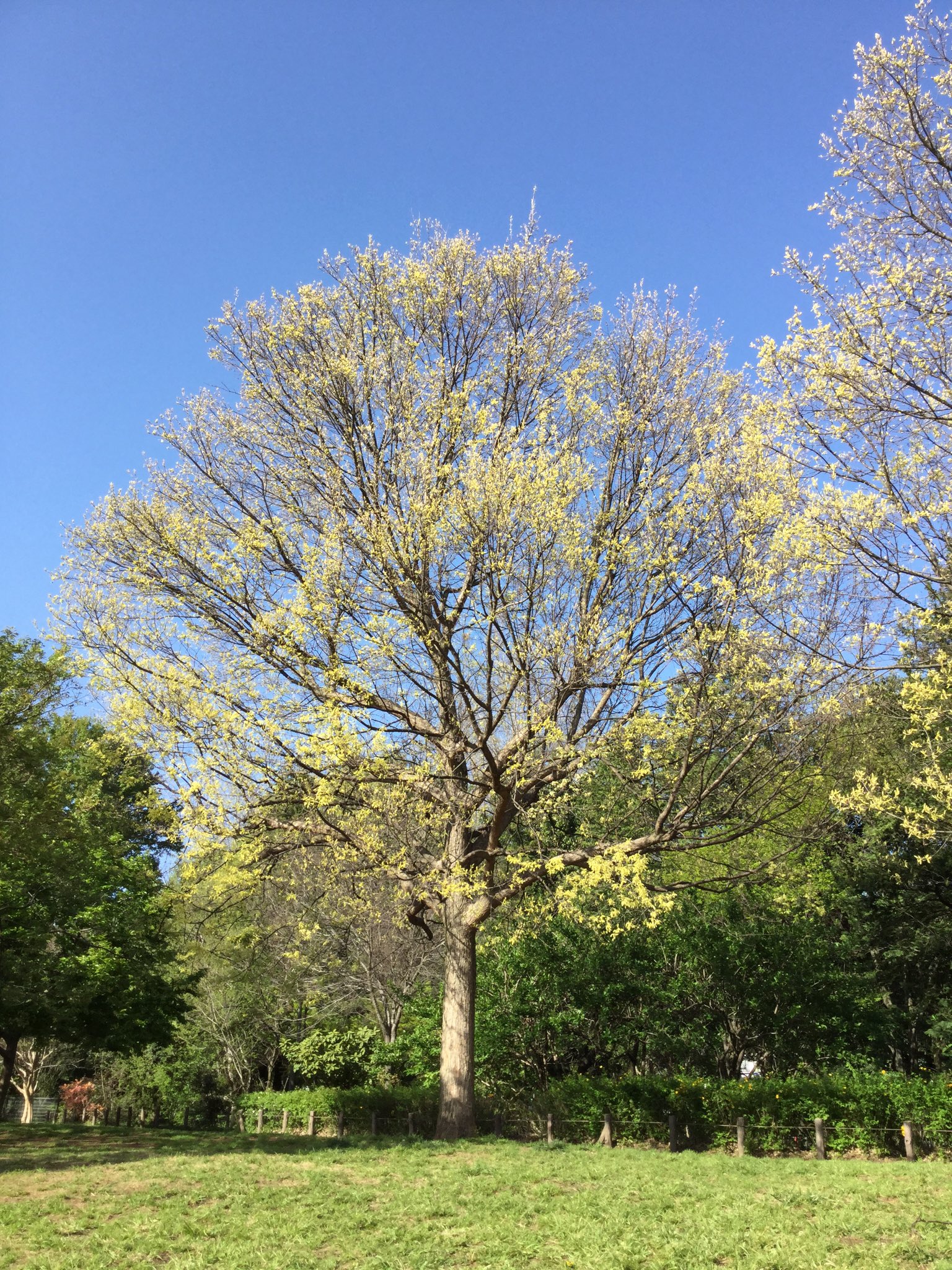 都立蘆花恒春園 Twitter वर 蘆花恒春園情報 花の丘にあるトウカエデ 花散里 ハナチルサト です 葉が薄黄色から緑色に変化し 秋は紅葉も楽しめます T Co M2pccllezi Twitter 都立蘆花恒春園 Twitter वर 蘆花恒春園情報 花の丘にあるトウカエデ 花散里 ハナチルサト です 葉が薄黄色から緑色に変化し 秋は紅葉も楽しめます T Co M2pccllezi Twitter