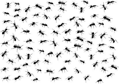 Get Rid of ants, Rats, Bed Bug Find Verified Pest Control Experts at pestmatic.com.au call us 0413090544