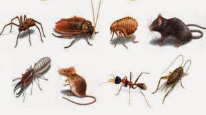 Call Mr. Adem Cengiz at 0413090544 for all your pest problems today. or visit pestmatic.com.au