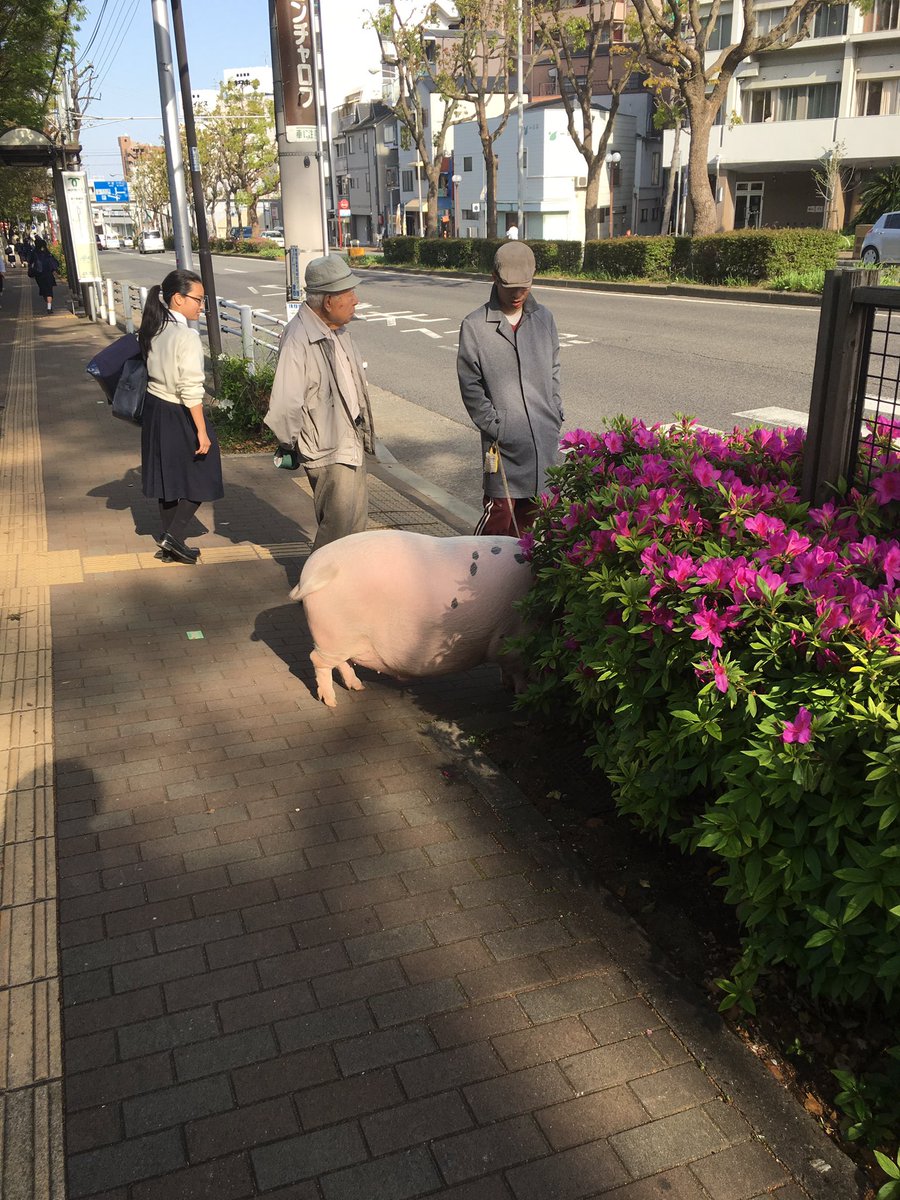豚も散歩必要やねんなー