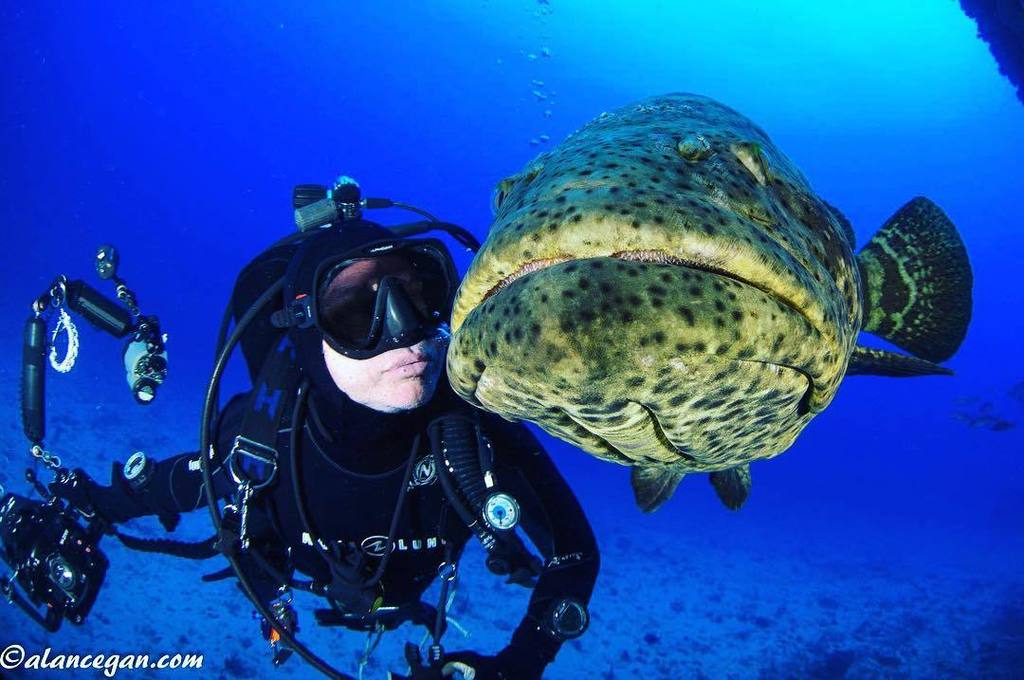 ParadiseCoveStt's tweet photo. pretaplonger shares: #groperfish #naturelife #marinelife #wantosee #wantodive #wantoshare #wanttotouch #beautiful #โฆ https://t.co/A63TiOK0t7
